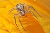 philodromus dispar 6-2013 6946